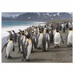 DINO PUZZLE ΠΙΓΚΟΥΙΝΟΙ 1000 TΕΜ. 53283